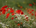 Poppy field close group of poppies mixed with wild daisies