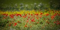 Poppy field close group of poppies mixed wild flowers