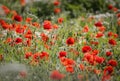 Poppy field close group of poppies and poppy buds