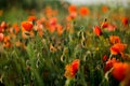 Poppy field close-up, blooming wild flowers in the setting sun. Red green background, blank, wallpaper with soft focus Royalty Free Stock Photo