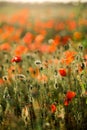 Poppy field close-up, blooming wild flowers in the setting sun. Red green background, blank, wallpaper with soft focus Royalty Free Stock Photo