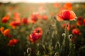 Poppy field close-up, blooming wild flowers in the setting sun. Red green background, blank, wallpaper with soft focus Royalty Free Stock Photo