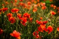 Poppy field close-up, blooming wild flowers in the setting sun. Red green background, blank, wallpaper with soft focus Royalty Free Stock Photo