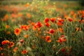 Poppy field close-up, blooming wild flowers in the setting sun. Red green background, blank, wallpaper with soft focus Royalty Free Stock Photo