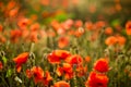 Poppy field close-up, blooming wild flowers in the setting sun. Red green background, blank, wallpaper with soft focus Royalty Free Stock Photo