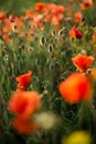 Poppy field close-up, blooming wild flowers in the setting sun. Red green background, blank, wallpaper with soft focus Royalty Free Stock Photo