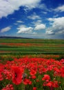 poppy field, close up flowers and blue sky with incredible clouds Royalty Free Stock Photo