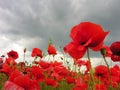 poppy field, close up flowers with stormy sky Royalty Free Stock Photo