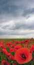 poppy field, close up flowers with stormy sky Royalty Free Stock Photo