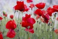 Red Poppy field close up