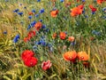Poppy field with cornflowers in the summer play of colors