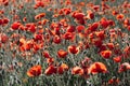 Poppy Field in Detail