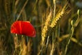 Poppy field and ears of grain Royalty Free Stock Photo