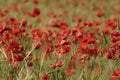 Poppy field flowers