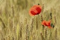 Poppy field flowers