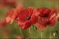 Poppy field flowers