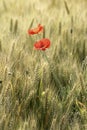 Poppy field flowers