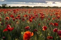 Poppy field flowers in the rays of the setting sun Royalty Free Stock Photo