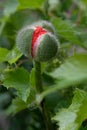 Poppy field in the garden, wildflower Royalty Free Stock Photo