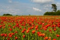 Poppy field in Holbaek with cloudy sky . Royalty Free Stock Photo