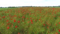 Sea of red flowers, poppy field, aerial