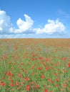 Poppy Field,Kap Arkona,Ruegen island,Baltic Sea,Germany Royalty Free Stock Photo