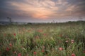 Poppy field landscape in Summer countryside sunrise