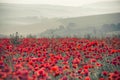 Poppy field landscape in Summer countryside sunrise with differential focus and shallow depth of field