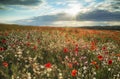 Beautiful poppy field landscape in Summer sunset light on South Royalty Free Stock Photo