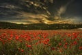 Poppy field with mountains Royalty Free Stock Photo