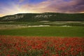 Poppy field with mountains Royalty Free Stock Photo