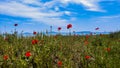 Poppy field near the sea