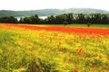 Poppy field in near of volcano Laacher See lake. Royalty Free Stock Photo