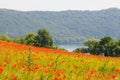 Poppy field in near of volcano Laacher See lake. Royalty Free Stock Photo