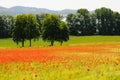 Poppy field in near of volcano Laacher See lake. Royalty Free Stock Photo