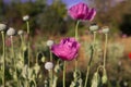 Opium Poppy Royalty Free Stock Photo