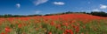 Poppy field panorama