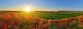 Poppy field