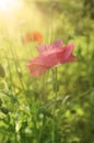 Poppy in a field Royalty Free Stock Photo