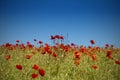 Poppy Field