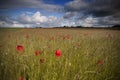 Poppy Field Royalty Free Stock Photo