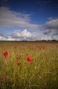 Poppy Field