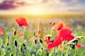 Poppy field, poppies flowers close-up. Summer landscape at sunset Royalty Free Stock Photo