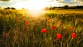 Poppy field Royalty Free Stock Photo