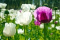 poppy field