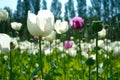 poppy field