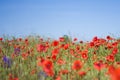 Poppy field Royalty Free Stock Photo