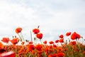 Poppy field and red poppies background