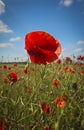 Poppy in a field of red poppies Royalty Free Stock Photo