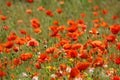 Poppy field. Red poppies and other wildflowers in the field. Summer nature.Concept: nature, spring, biology, fauna, environment Royalty Free Stock Photo